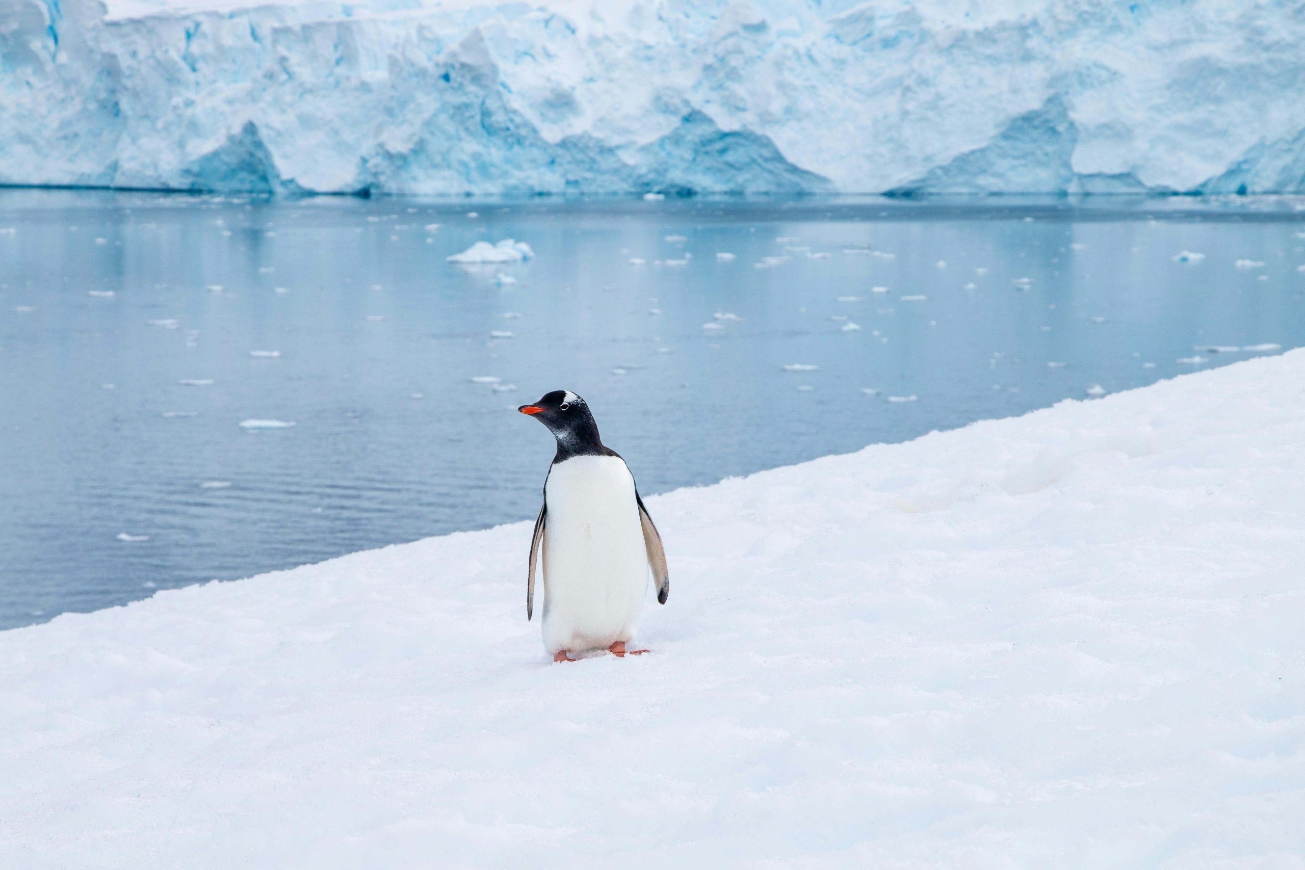 Original photo of a penguin on snow near water
