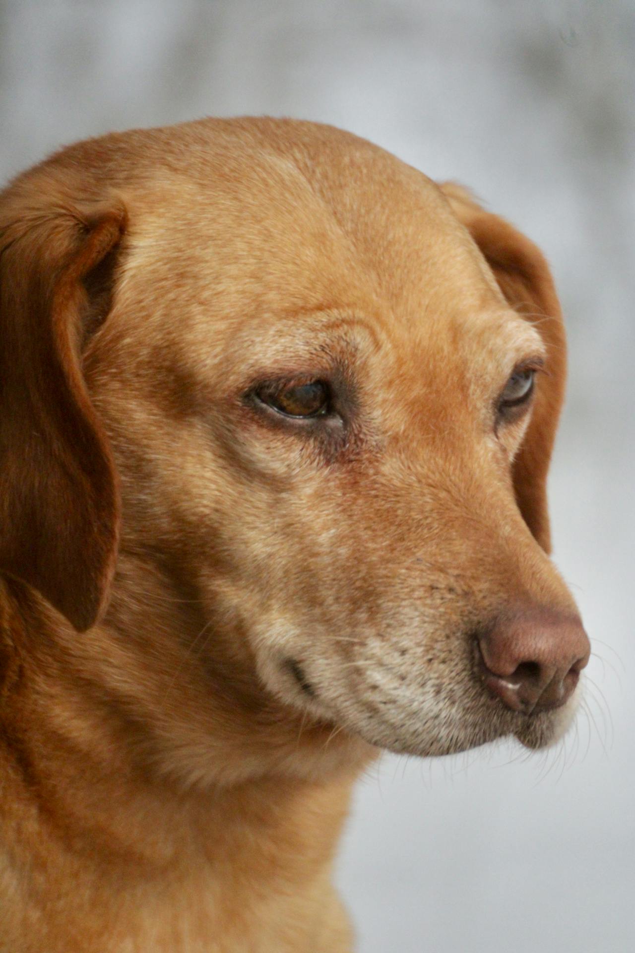 Input photo of a dog used as a reference for image editing