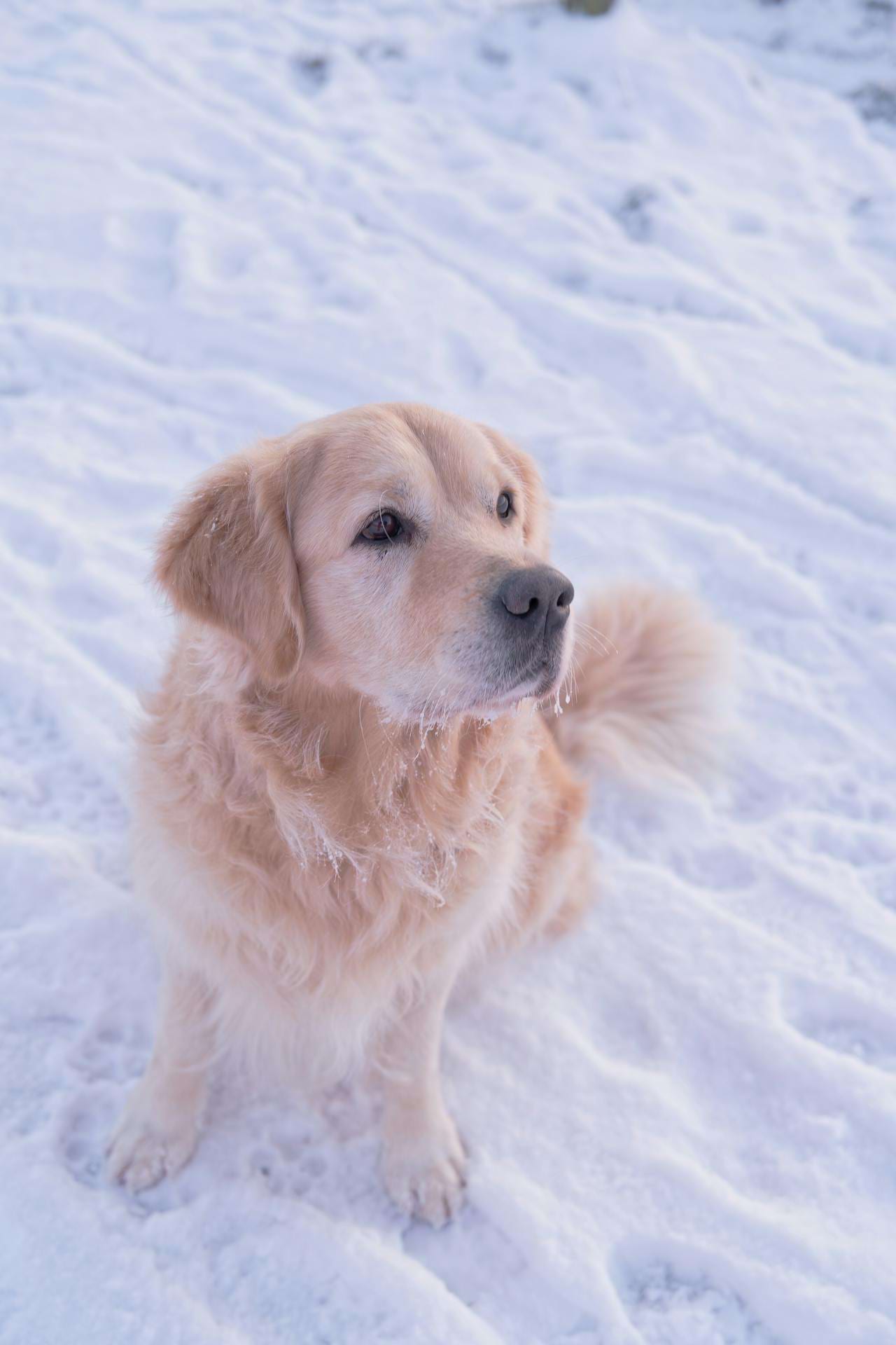 First-frame input image for Kling V3 Omni test: Dog in snow