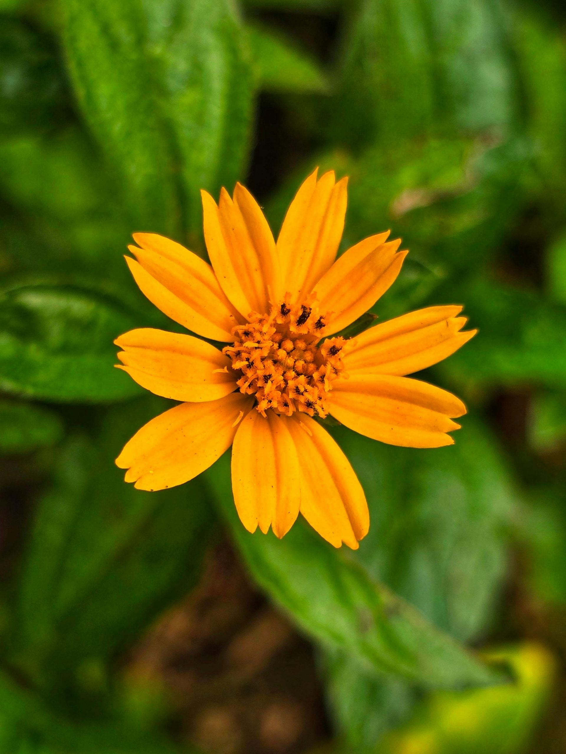 Yellow flower close up used for Moondream3 caption test