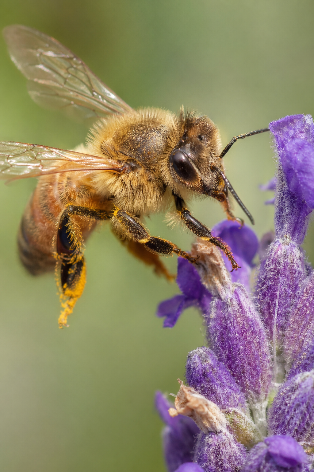 Macro photo of a honey bee on a lavender flower, visible pollen